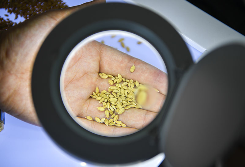 在吉林省吉林市永吉县一拉溪镇九月丰家庭农场,工作人员在实验室中检测一批试种水稻的稻谷外观(8月12日摄)。新华社记者 许畅 摄.jpg