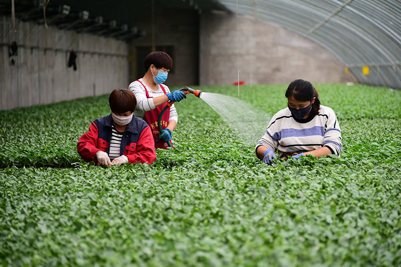 河北曲周县一家育苗产业基地的工人在育苗温棚内工作(5月4日摄)。曲周县积极拓宽产业扶贫渠道,发挥当地产业优势,统筹协调贫困户利用扶贫资金入股现代设施农业基地,带动群众脱贫增收。新华社记者 朱旭东 摄.jpg