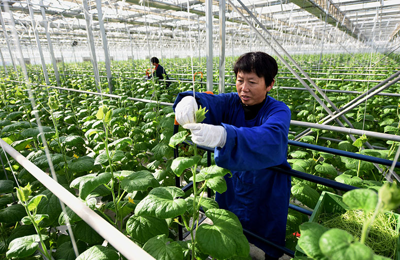 12月11日,河北省南和县贾宋镇一家现代农业示范园区工人在智慧温室内工作。新华社记者 朱旭东 摄.jpg