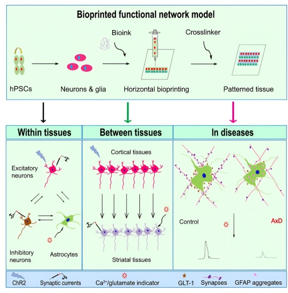“两院院士评选2024年中国/世界十大科技进展新闻”揭晓